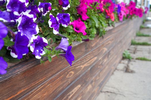 multicolored blooming petunia in long wooden flower pots outdoors copy space