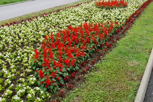 red salvia and white begonia on a flowerbed in a city park.