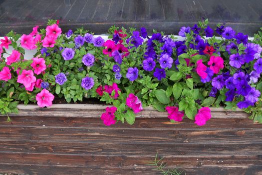 multicolored blooming petunia in long wooden flower pots outdoors copy space