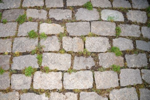 grass between old paving tiles close up.