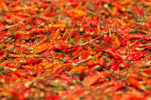 Red chilli peppers drying on the sun. Low angle, shallow depth of field.