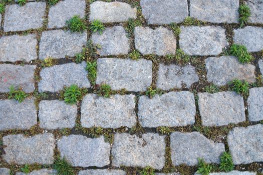 gray paving slabs overgrown with green grass