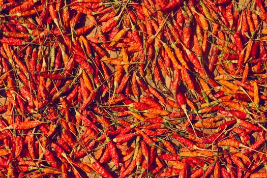 Red chilli peppers drying on the sun.