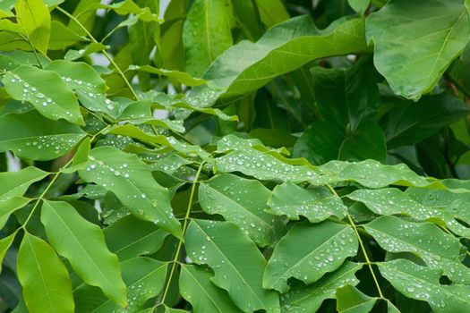 Raindrops glistening over green lush leaves in the jungle of Laos.