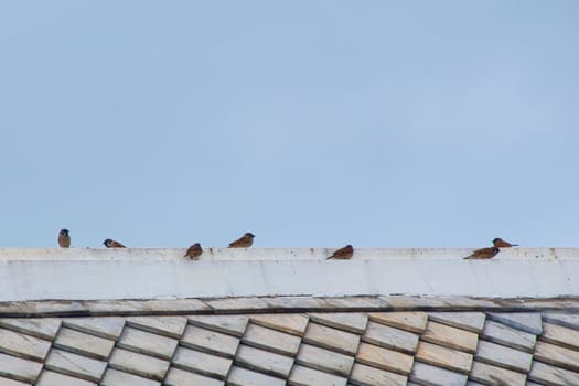 Sparrows perched atop a tiled rooftop on a cold morning.