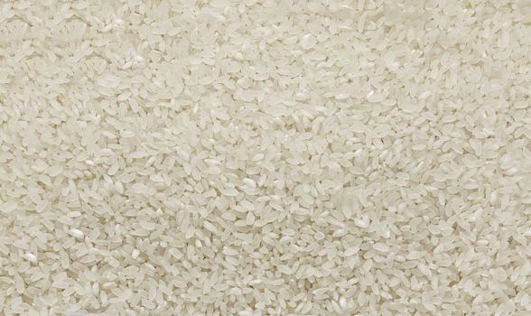 White polished rice grain - texture and details - traditional food, closeup