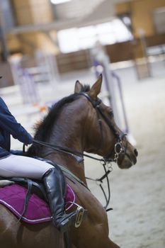 Head of chestnut young stallion in the competition, close up