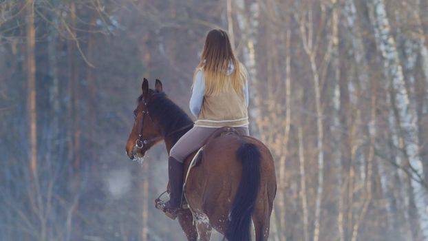 Female rider riding black horse through the snow, rear view, telephoto shot