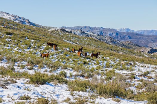 Wild horses pasturing at the mountains in the north of Portugal and Spain. Xures Mountains