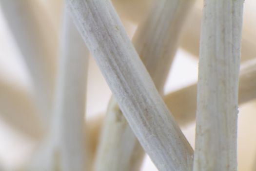 Creating artistic colored background from macro shot of dried woven vegetal fiber microscope photography