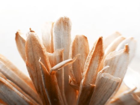 Backlit macro shot photo of a dried fake colored paper flower