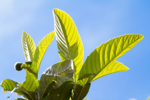 Close up of leaves in backlight of medlar tree on background blue sky