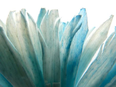 Backlit macro shot photo of a dried fake colored paper flower