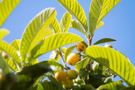 Group of almost ripe loquats fruits on the tree among the leaves in the background blue sky