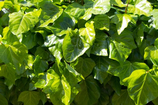 Group of lush green ivy leaves illuminated by the sun as a background