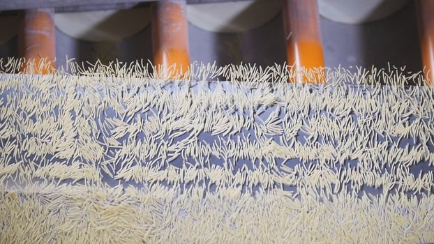 Macaroni product rolling on a conveyor belt in a pasta factory, close up