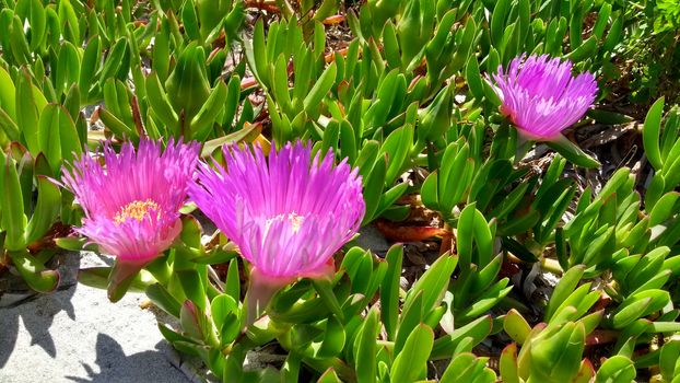 Closeup of Carpobrotus Edulis (Hottentot-fig) fuchsia flowers on the white sand of Budoni beach in Sardinia