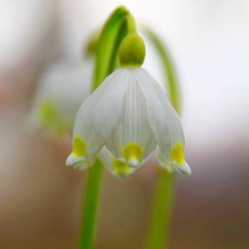 close up of snowdrop (galanthus) flower