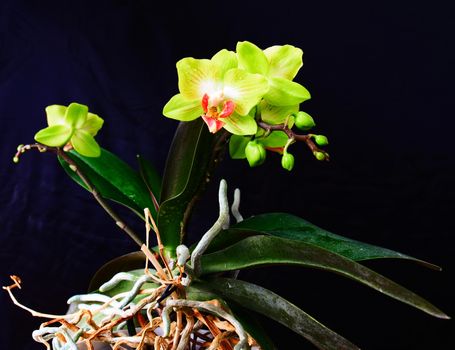 Phalaenopsis in blossom, close up