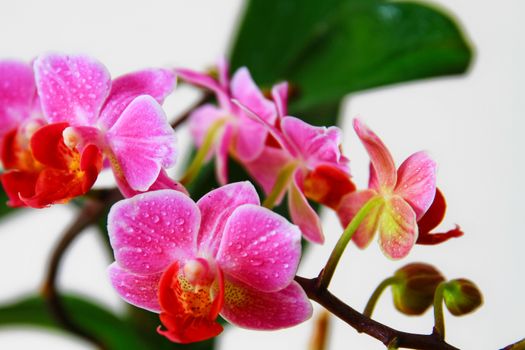 Phalaenopsis in blossom, close up