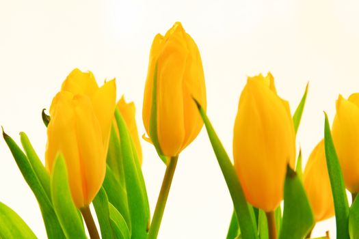 Yellow tulip flower, close up