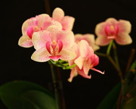 Phalaenopsis in blossom, close up