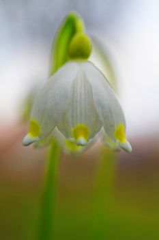 close up of snowdrop (galanthus) flower