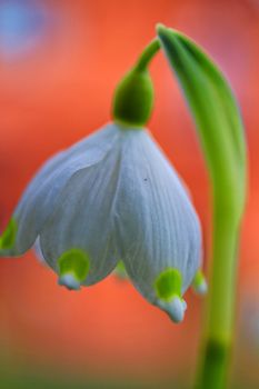 close up of snowdrop (galanthus) flower