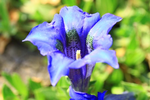 gentian flower in blosssom, spring time