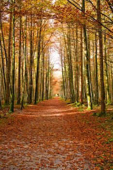 Forest path covered with autumn leaves
