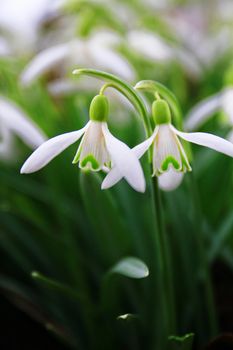 close up of snowdrop (galanthus) flower