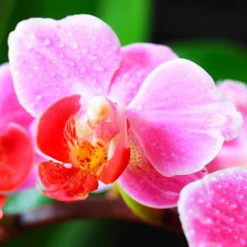 Phalaenopsis in blossom, close up