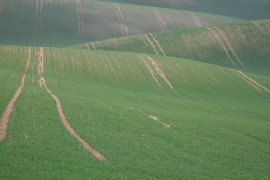 Spring time in Moravia Tuscany, South Moravian wine region