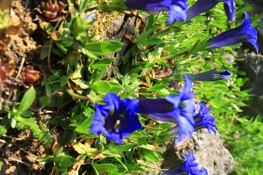 gentian flower in blosssom, spring time