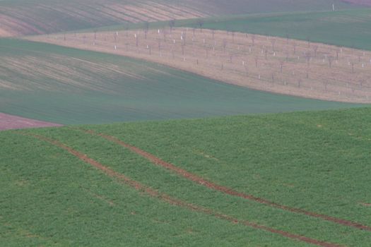 Spring time in Moravia Tuscany, South Moravian wine region