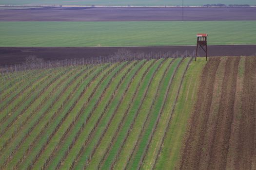 Spring time in Moravia Tuscany, South Moravian wine region