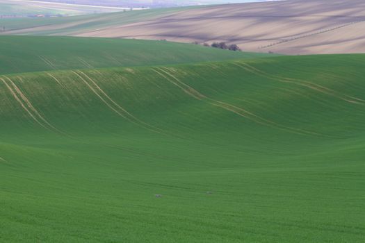 Spring time in Moravia Tuscany, South Moravian wine region