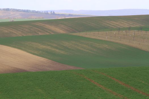 Spring time in Moravia Tuscany, South Moravian wine region