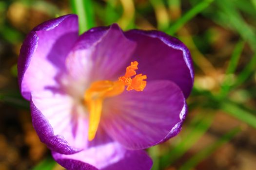 Crocus flower in blossom, spring time