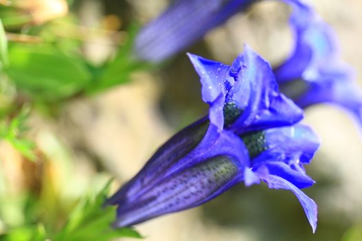 gentian flower in blosssom, spring time