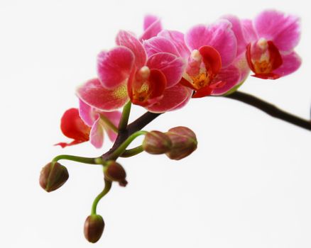 Phalaenopsis in blossom, close up