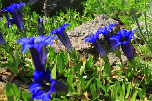 gentian flower in blosssom, spring time