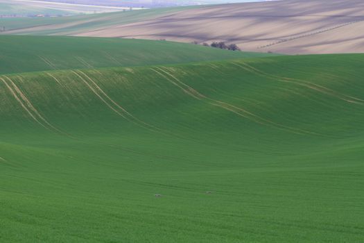 Spring time in Moravia Tuscany, South Moravian wine region