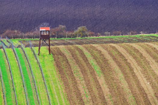 Spring time in Moravia Tuscany, South Moravian wine region