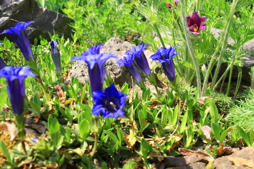 gentian flower in blosssom, spring time