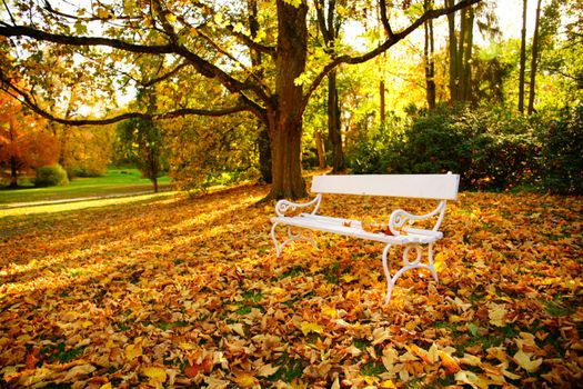 white bench - Autumn in Stirin Castle Park near Prague, Czech Republic