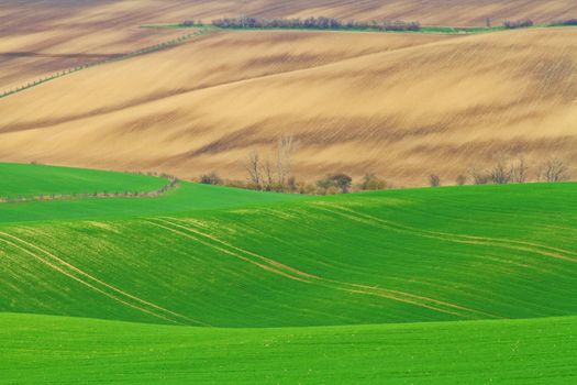 Spring time in Moravia Tuscany, South Moravian wine region