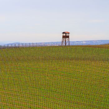 Spring time in Moravia Tuscany, South Moravian wine region