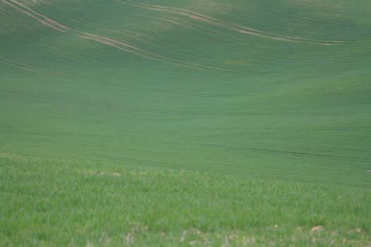 Spring time in Moravia Tuscany, South Moravian wine region