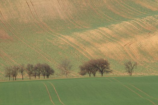 Spring time in Moravia Tuscany, South Moravian wine region